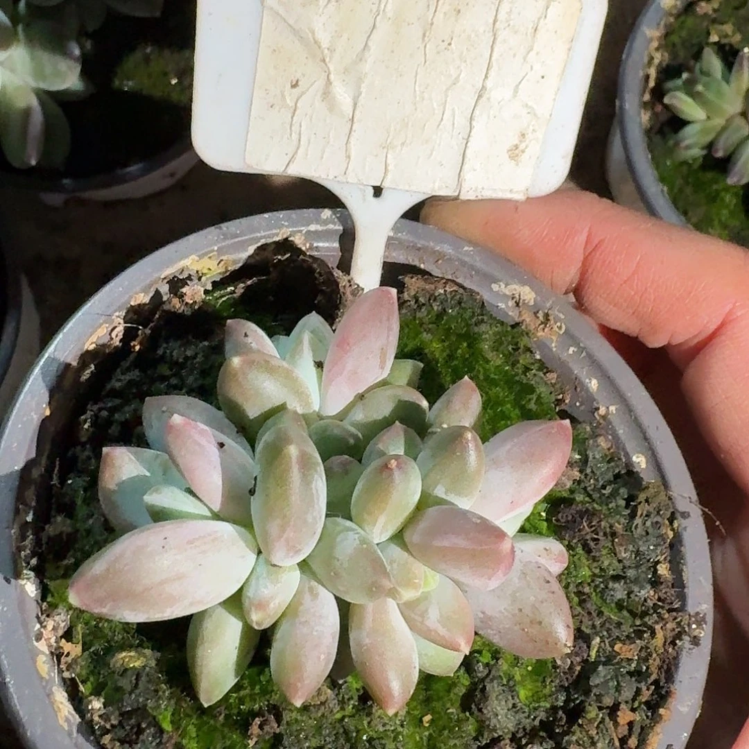 X美人7777777777777777