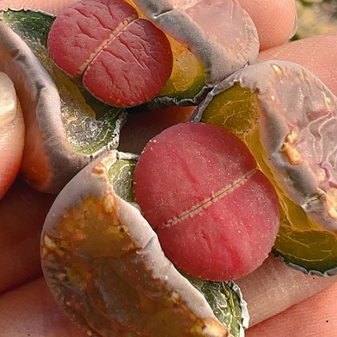 【闪购商品】25629