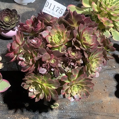 1175红稚莲多肉杆子微瑕疵处理