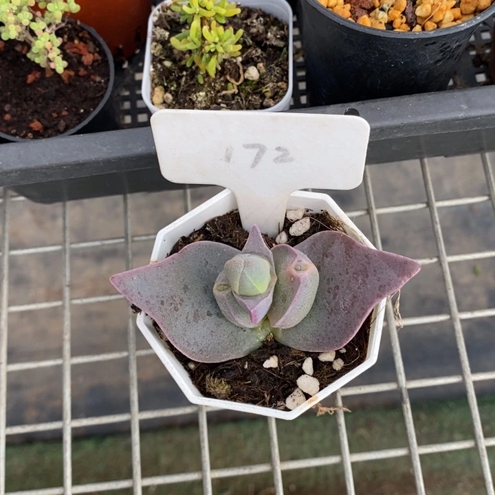 伯克利和格蕾特等人在