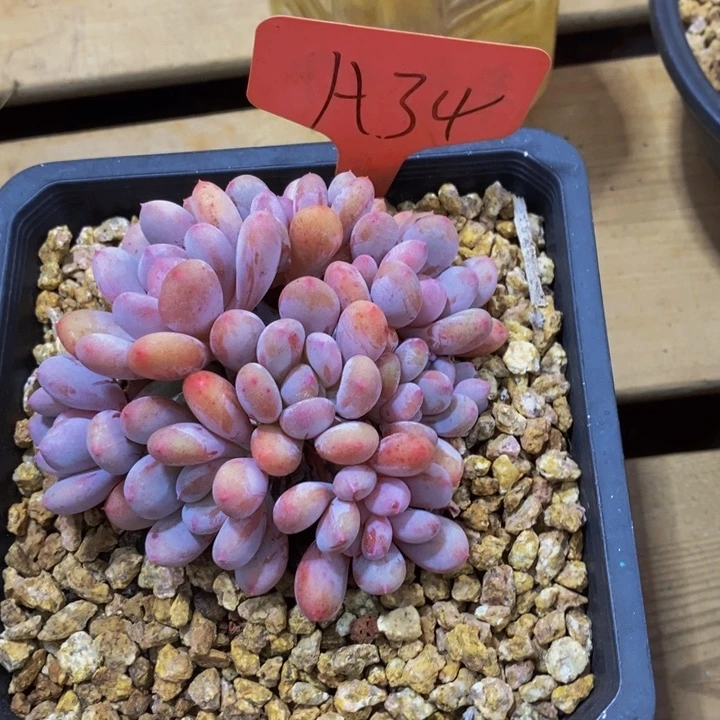 这个点吃的都吐完饭才