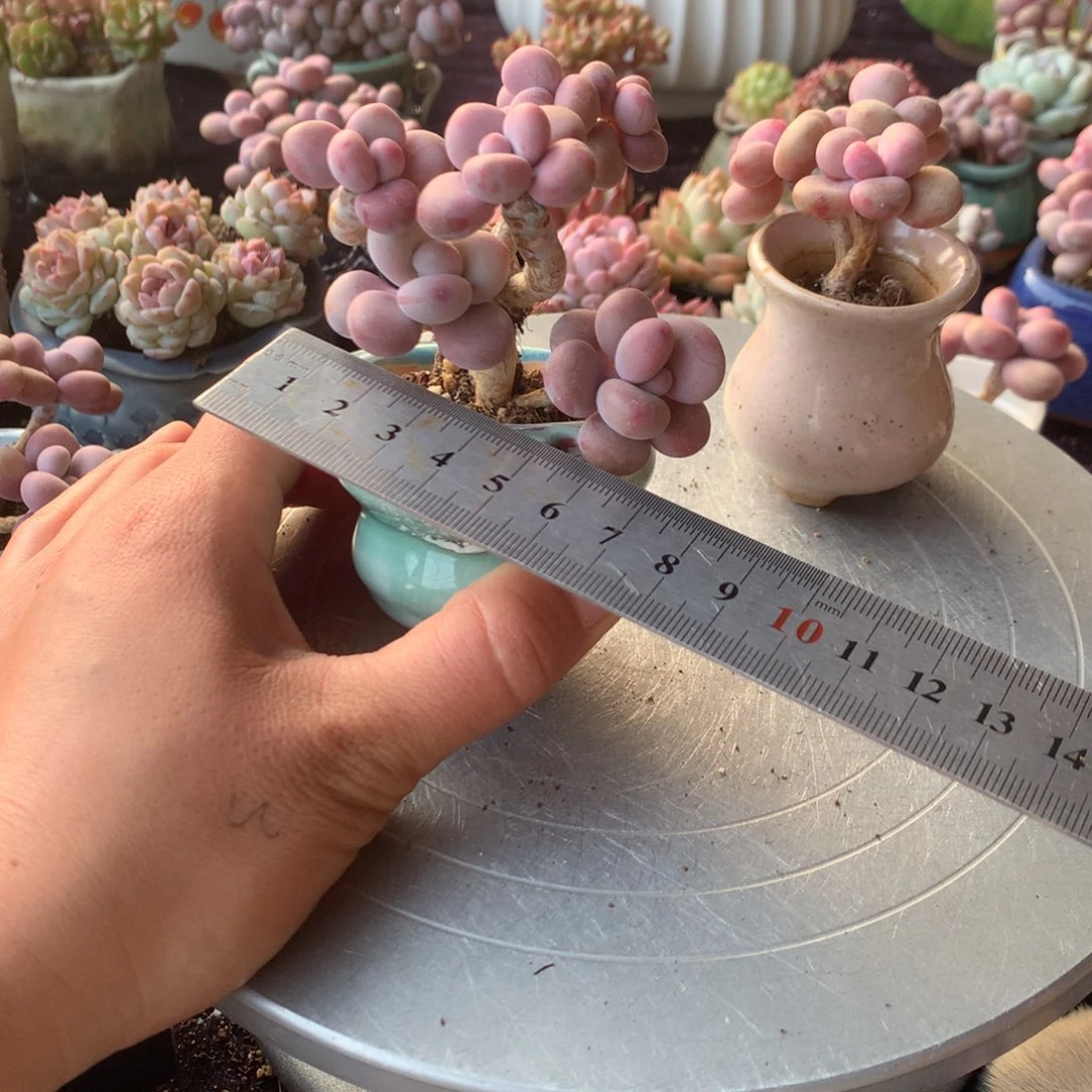 100号带盆偏远地区不包邮的