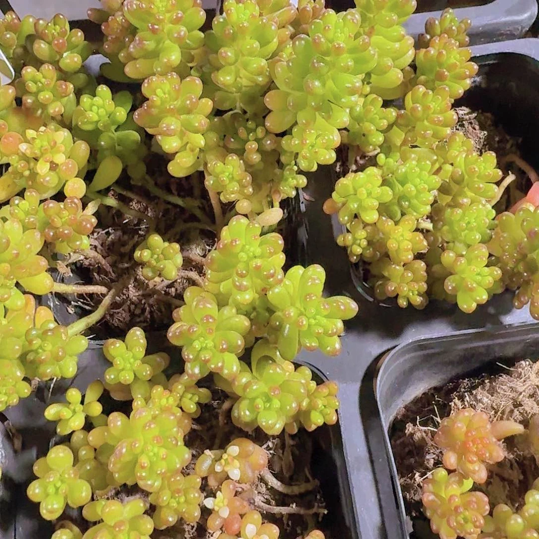 精品浆果多肉植物