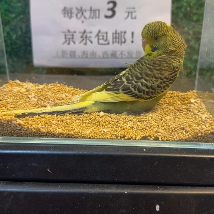 虎皮鹦鹉大头虎皮鹦鹉