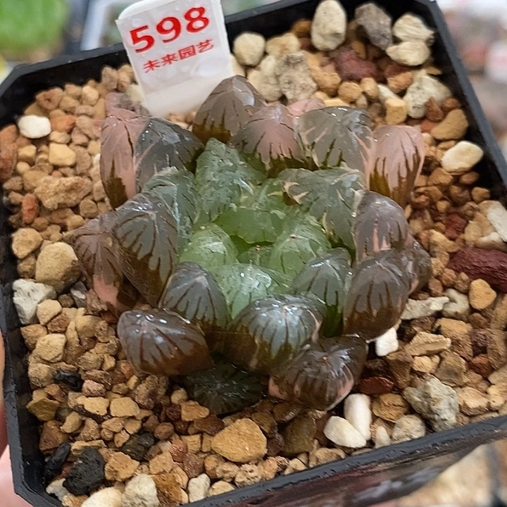 598广濑玉露锦一物一拍