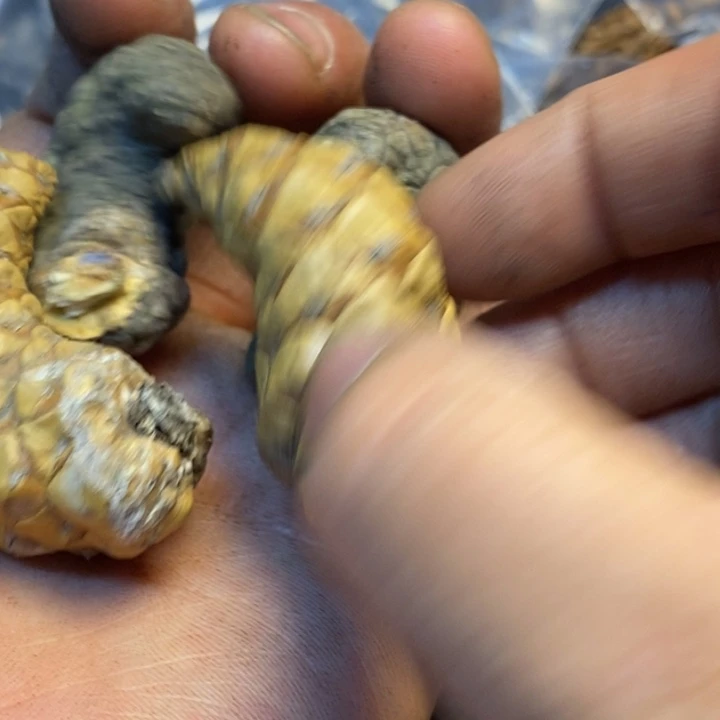 桃核吊坠娜姐真的176