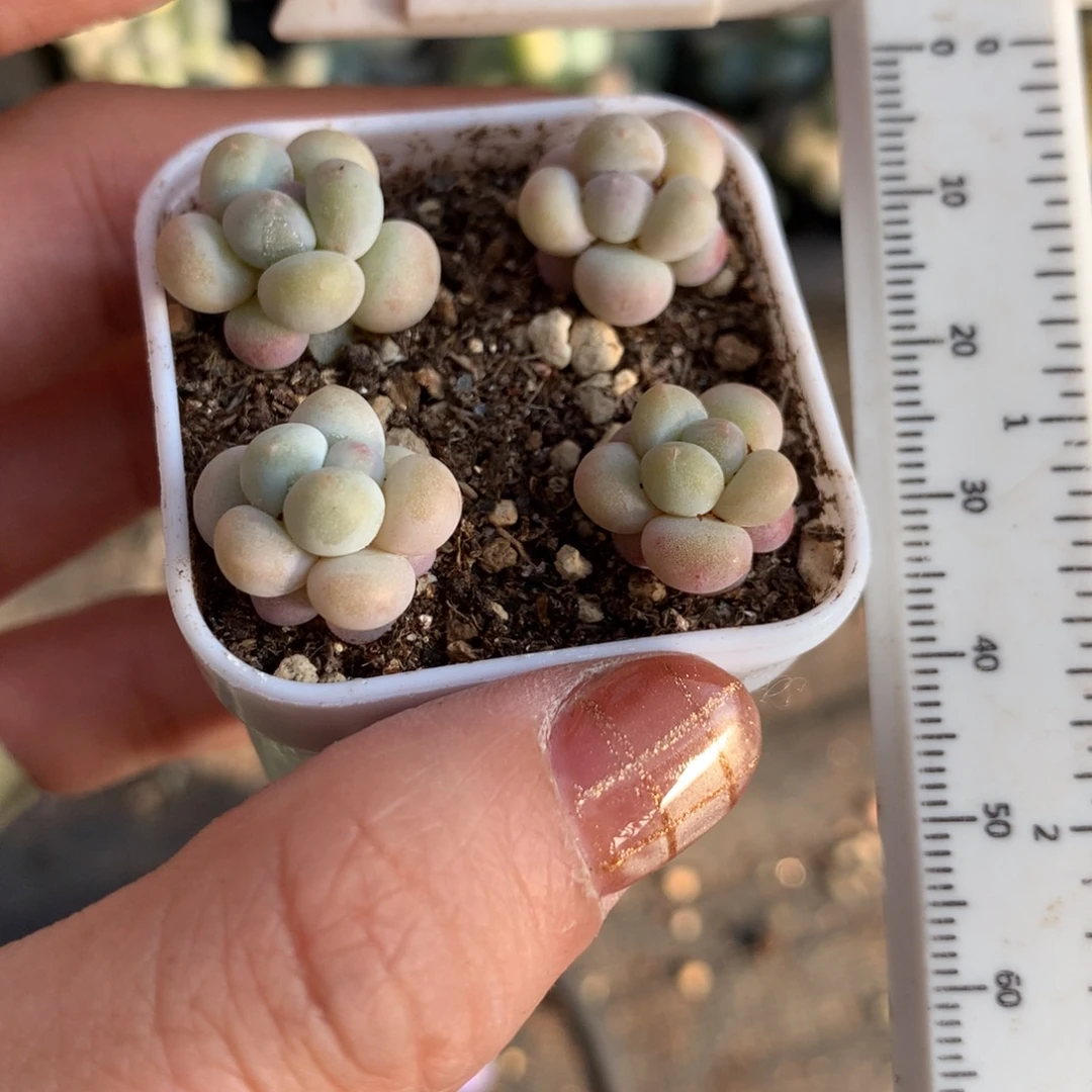 彩虹奶酪啊哈哈哈哈