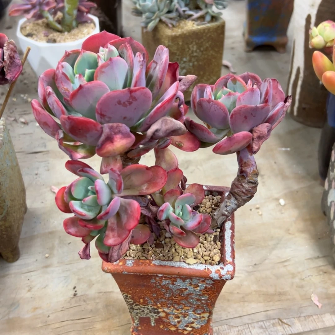 ?****?西雾有伤18 零零多肉植物