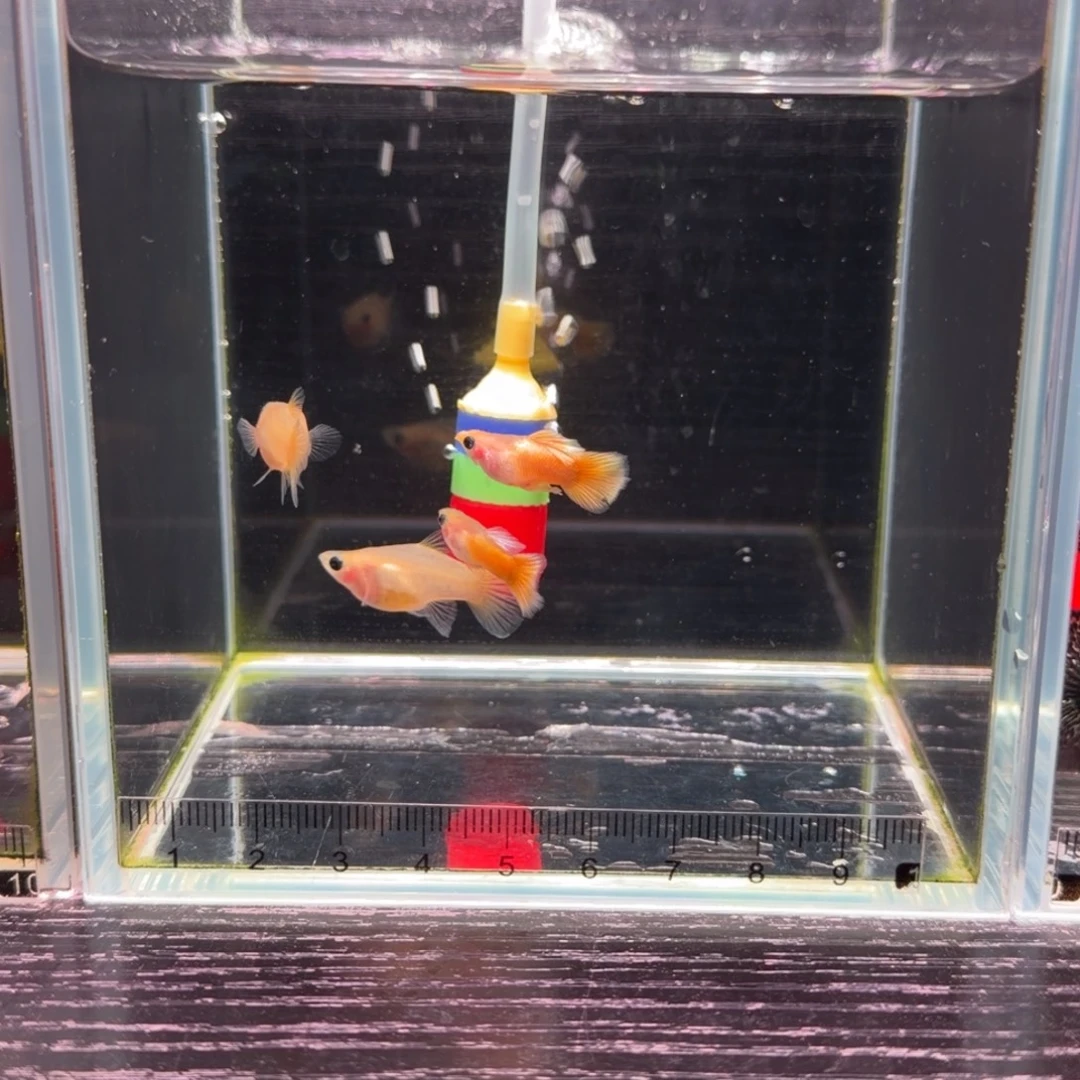 孔雀鱼微瑕球体黄金玻璃猫2对