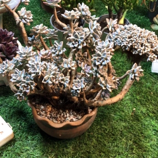淡雪，一物一拍，裸根发货