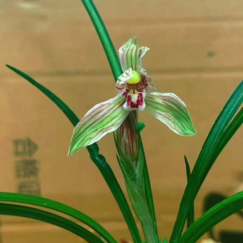赵鹏推荐--莲瓣兰新种先明复色中透花