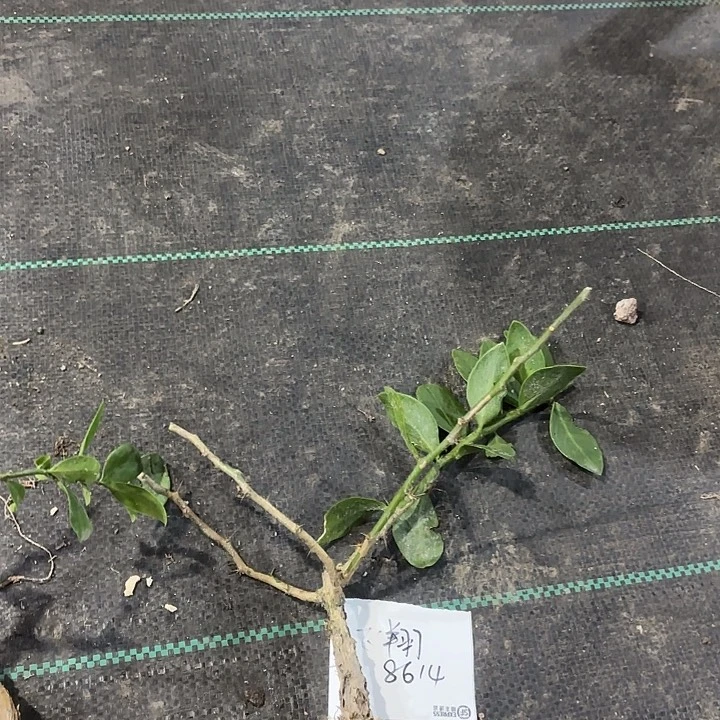 飞***燕当前无花栽培后可以开花