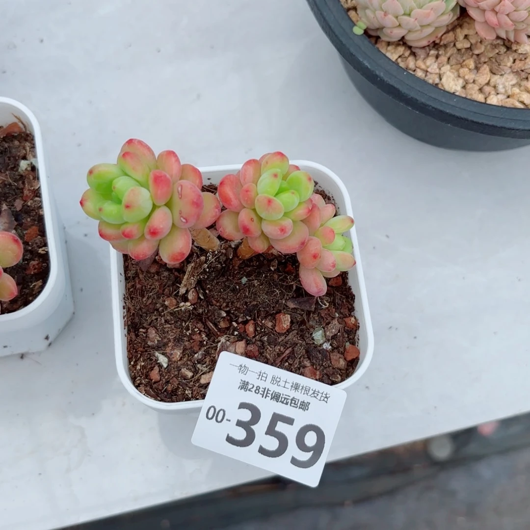 玛***治香格里拉老桩多肉多肉