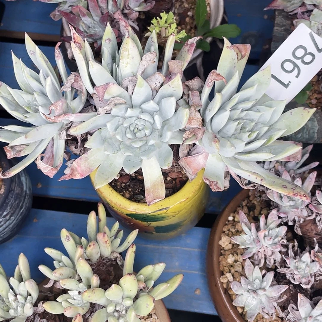 雪山多头老桩4861