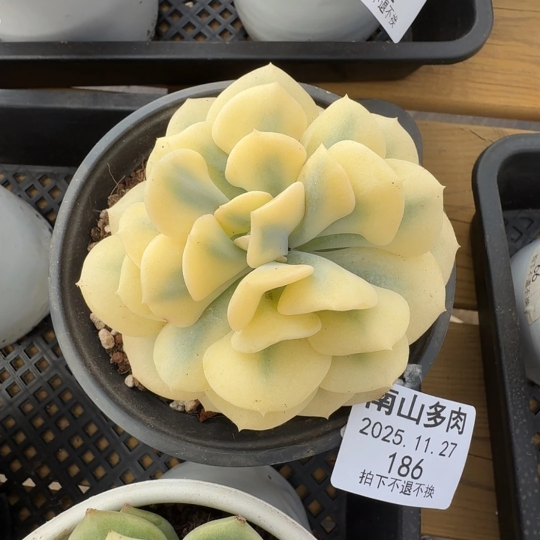 雪精灵锦1111127-186