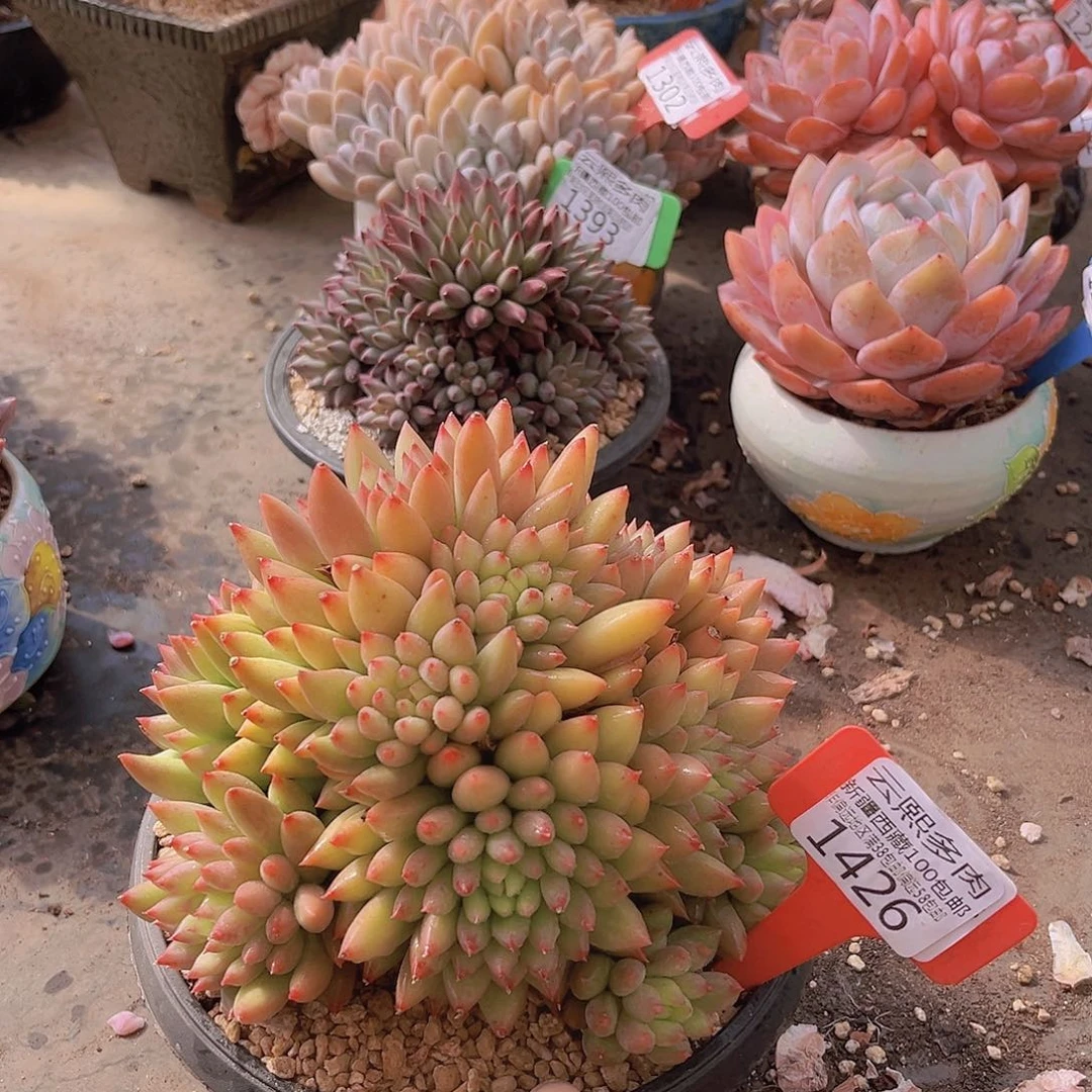 1426岩字美人多肉植物