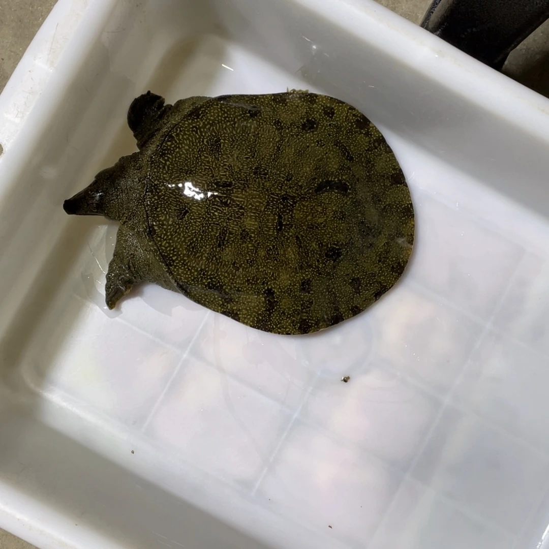 中国大陆野生甲鱼包邮