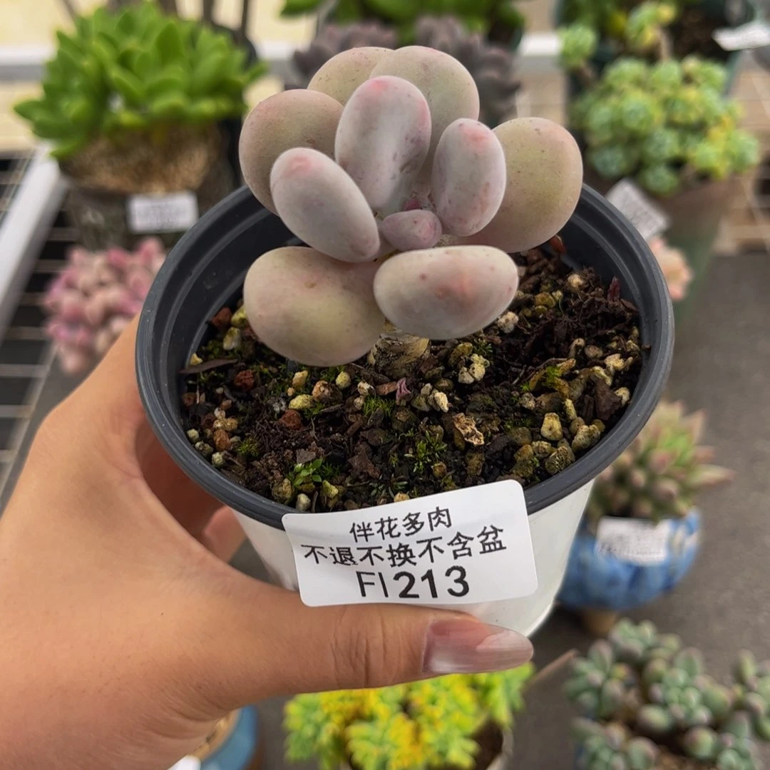 213-彩虹奶多肉5cm