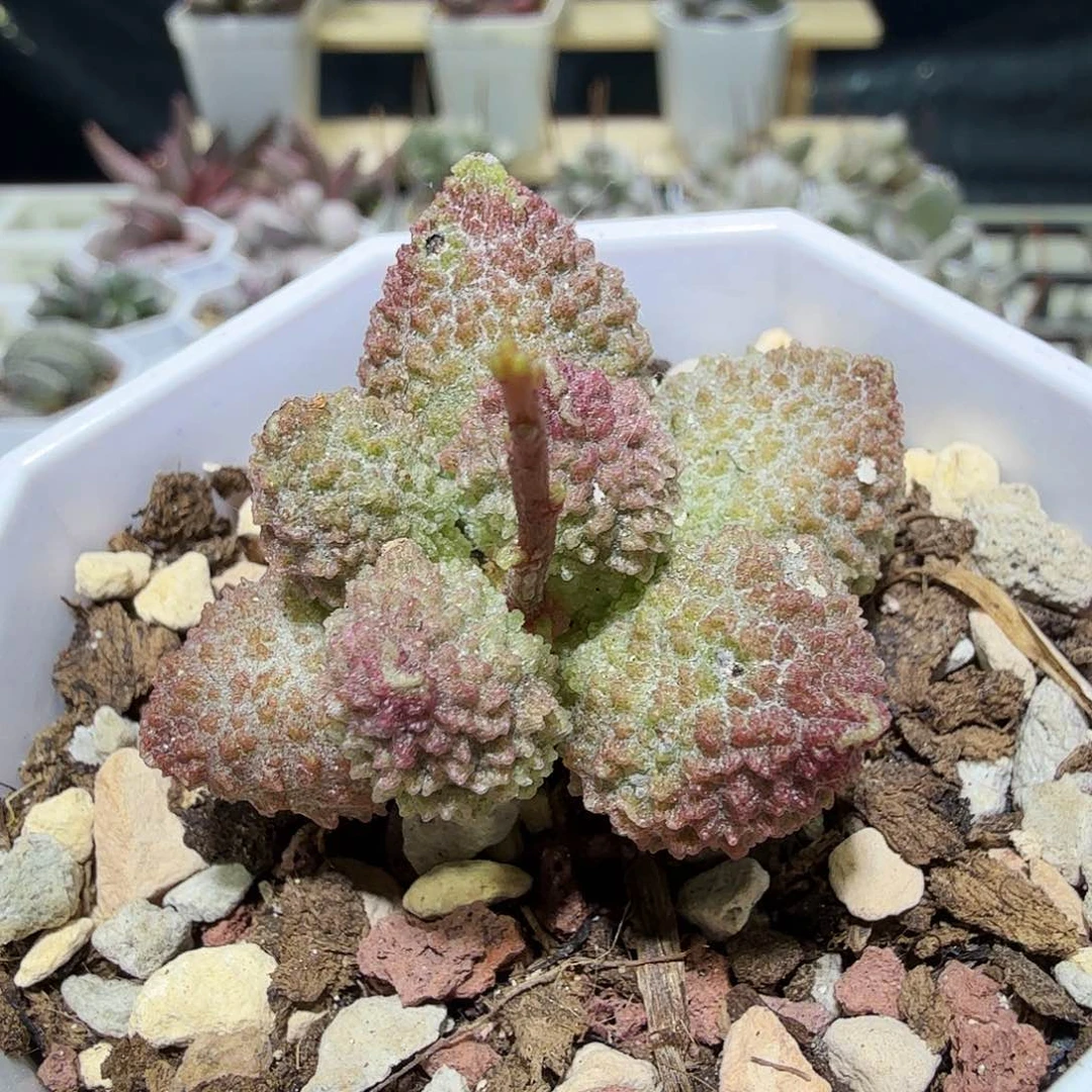 丸叶翠绿石水泡多肉植物