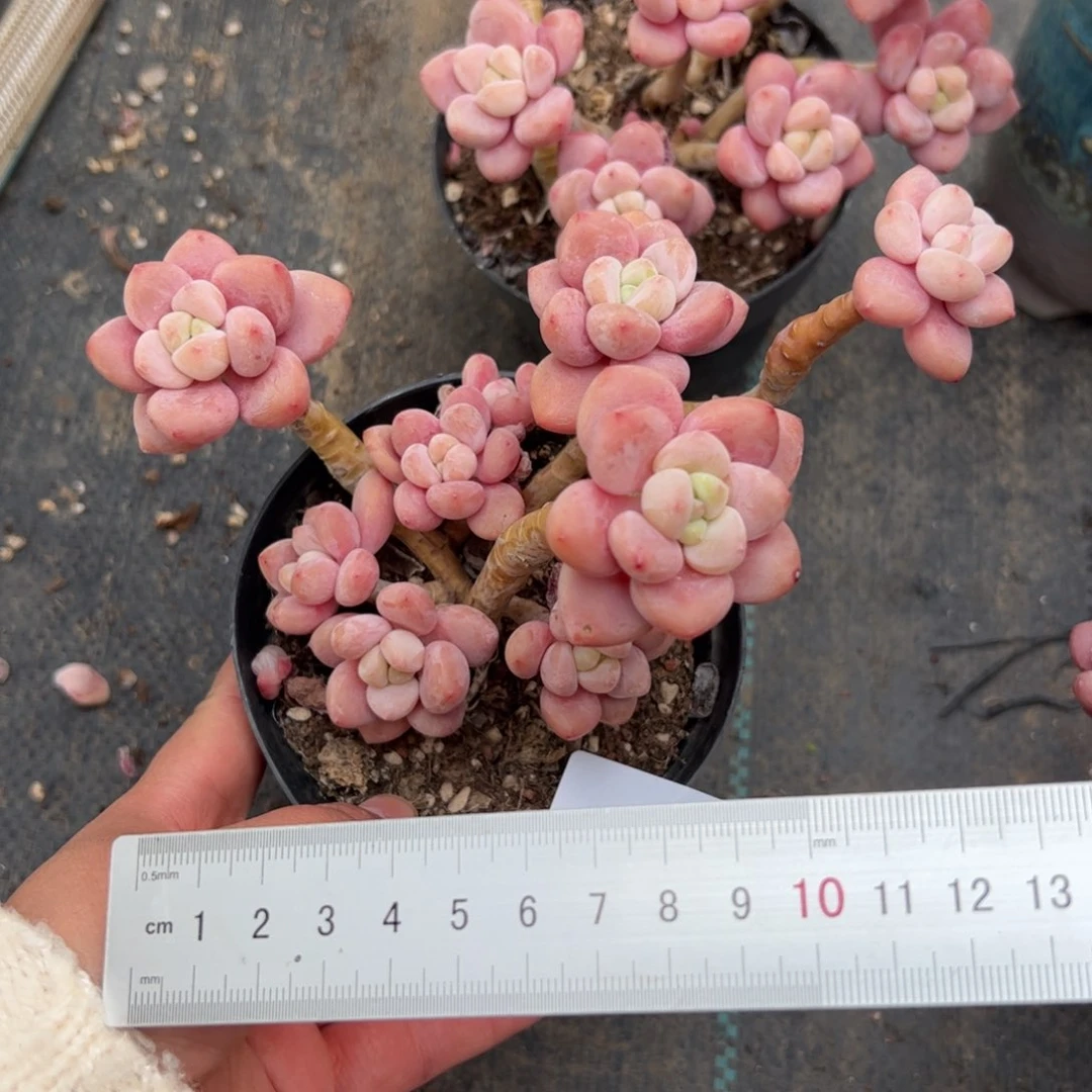 奶**龙556 多肉植物組合