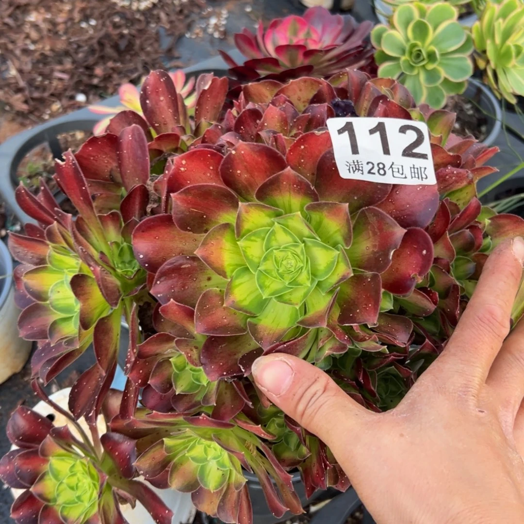 多肉植物112无售后