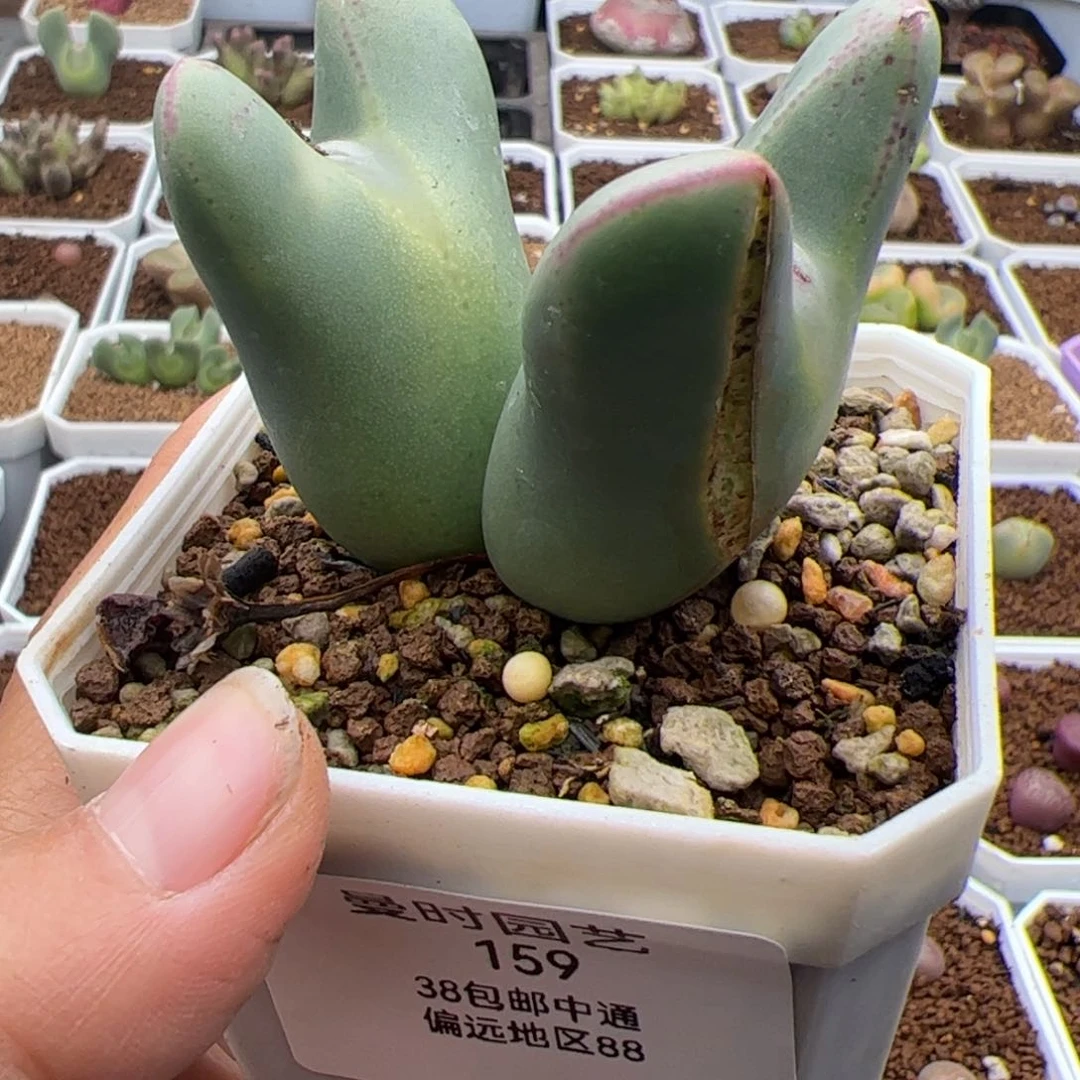 L**n159号将2.15多肉