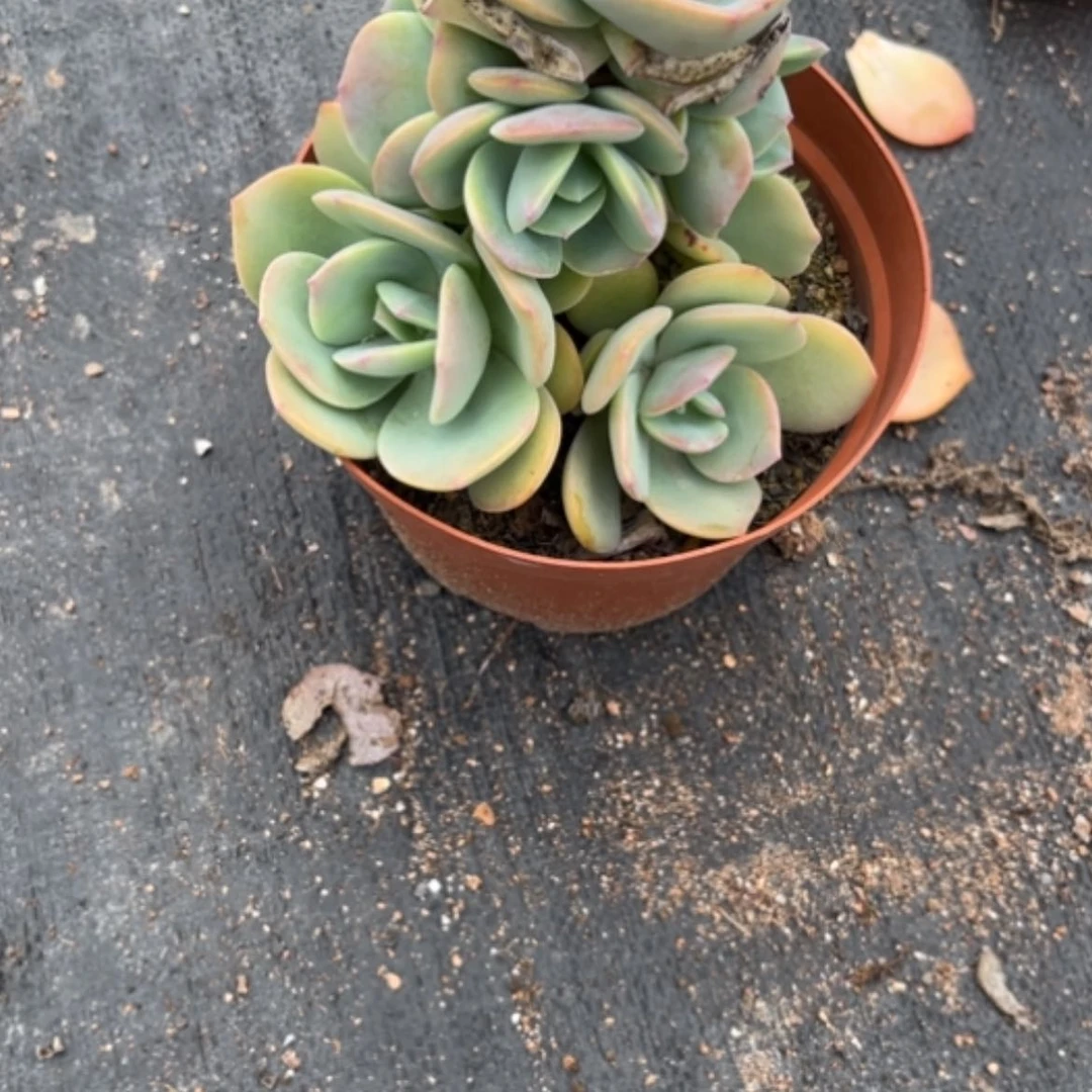 【闪购商品】用****8白凤