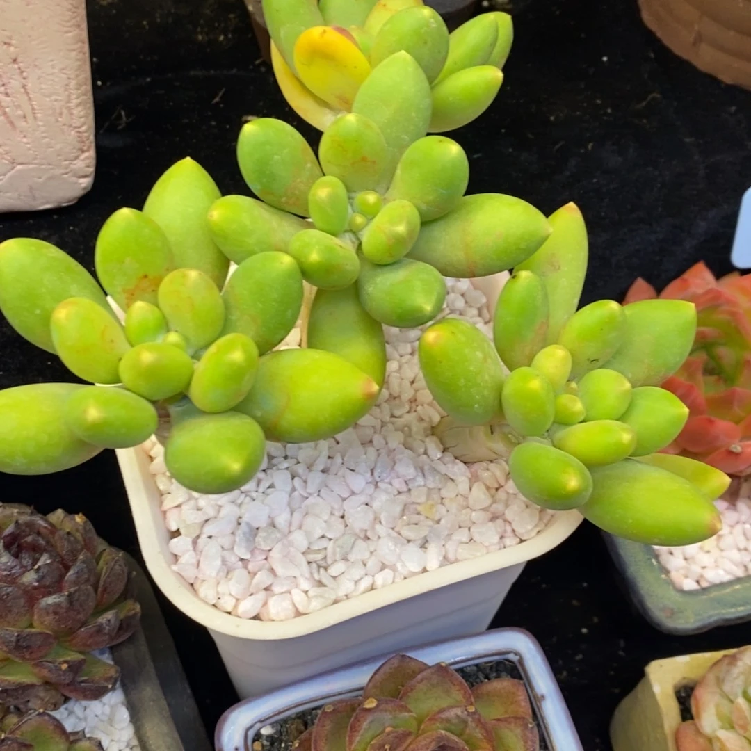 KK美人多肉植物盆栽