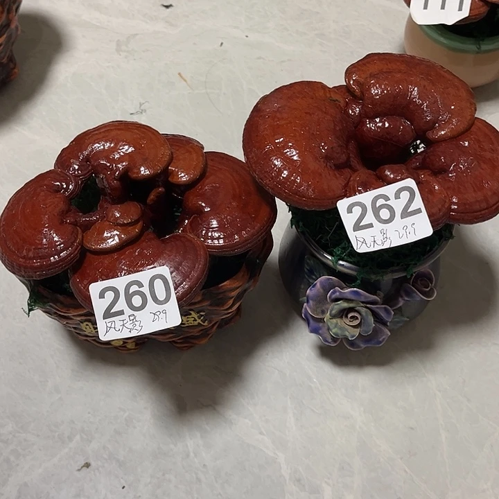 无花朵可观赏可食用
