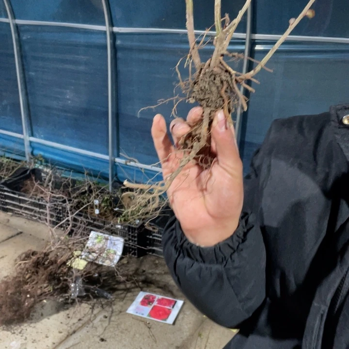 凌之舞海棠花一颗苗