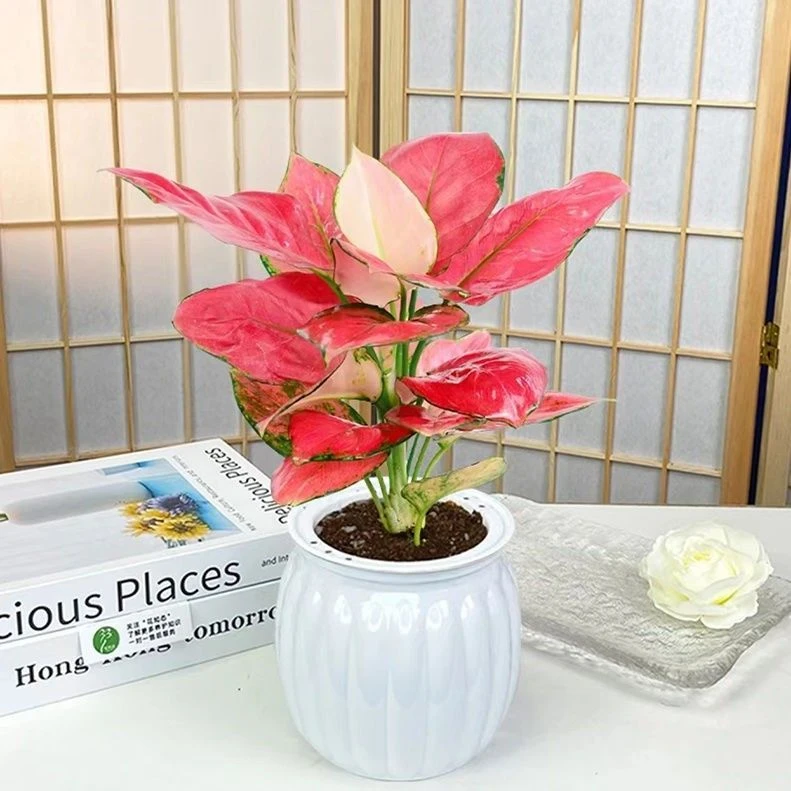 吉利红如意绿植花卉盆栽室内客厅办公好养带盆彩叶植物