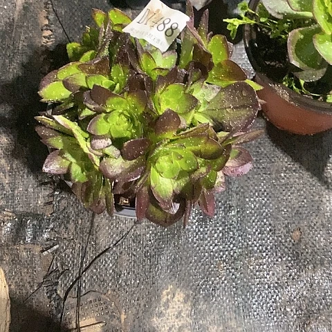 1488黑魔多肉小绣球