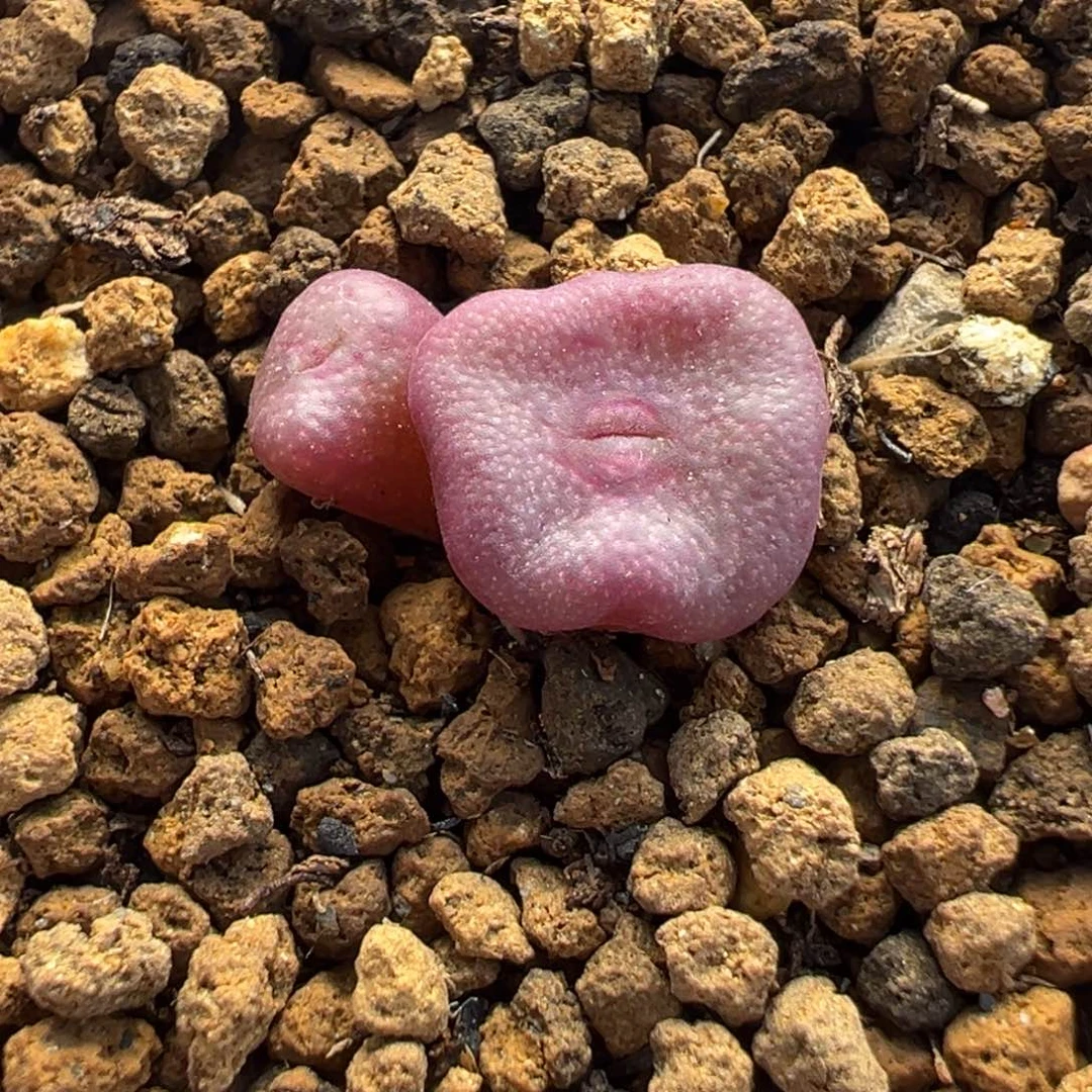 151多肉植物种类多样