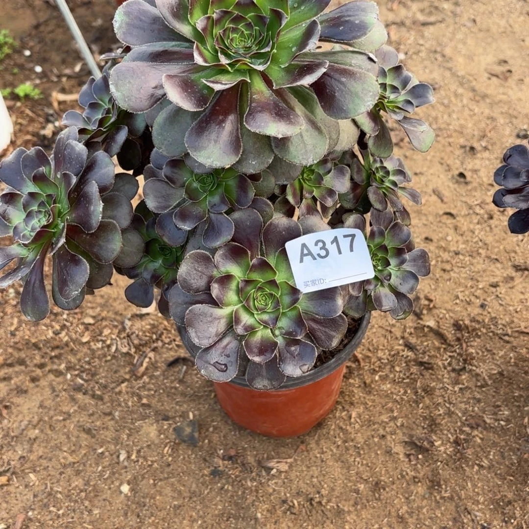 灰园叶断枝不包317