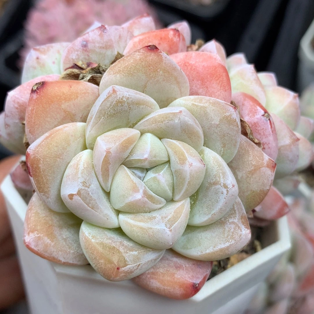 0223-112 冰玉老桩