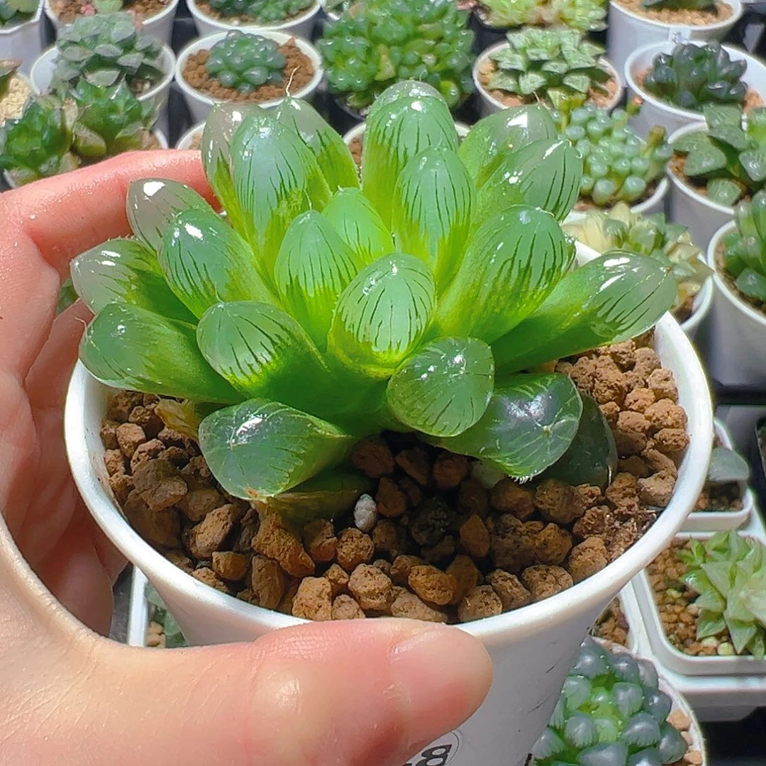 5948多肉植物一颗多肉