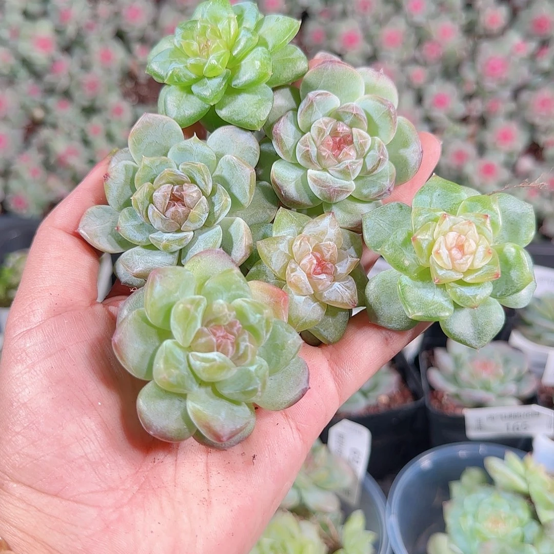 0018---172糖心珍妮