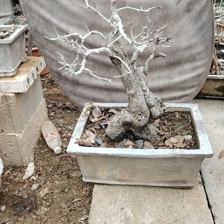 完全开放棠梨盆景