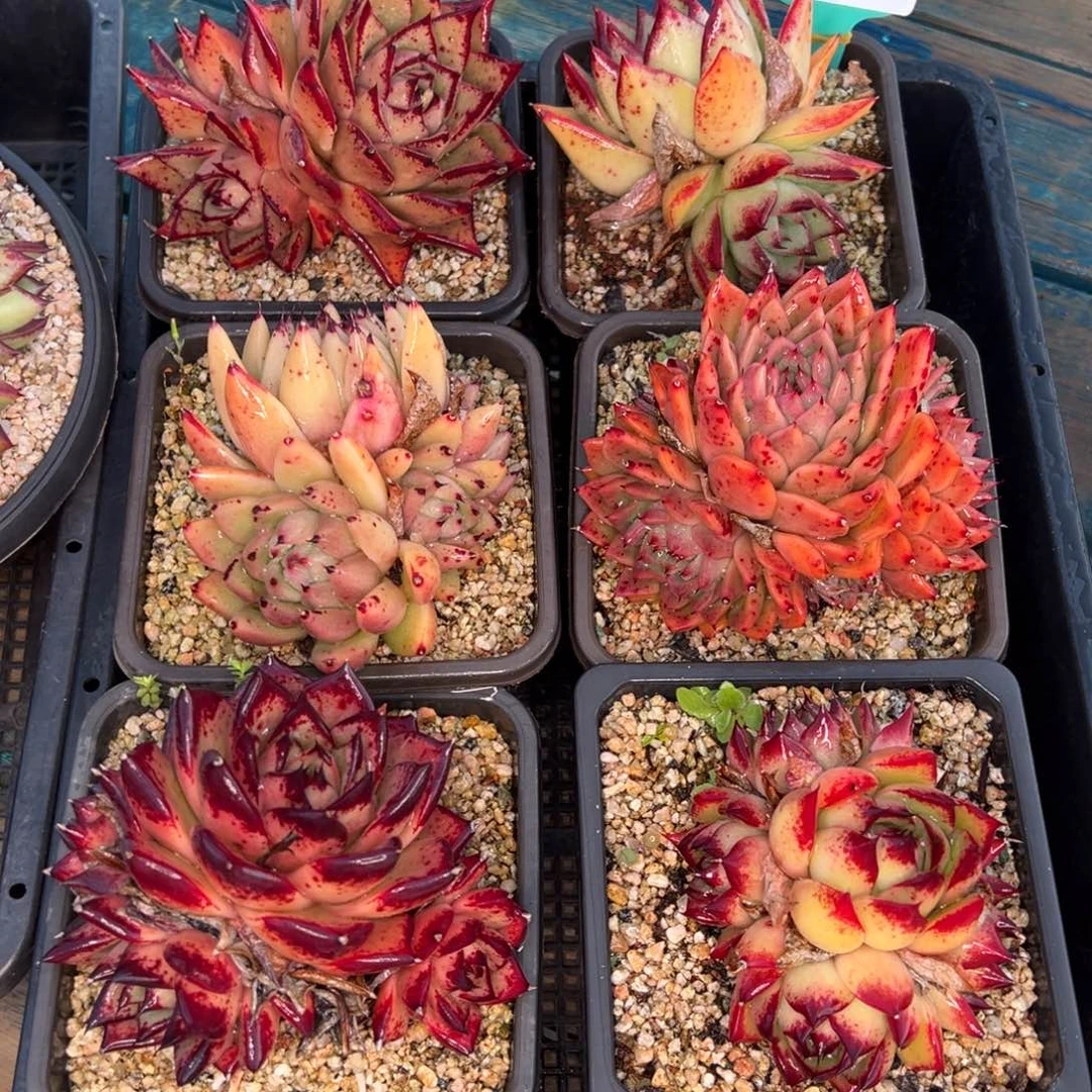 从前慢多肉精选编号0114.200