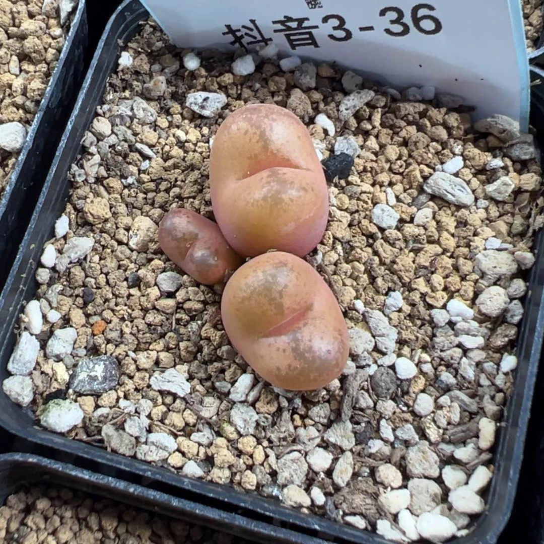 3-36吕孤多肉植物，