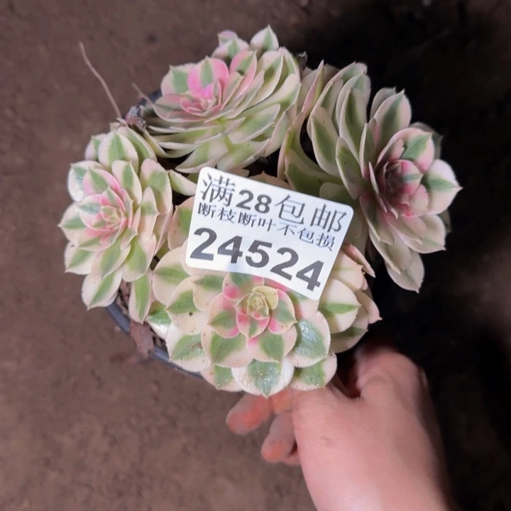 24524倾城多肉植物