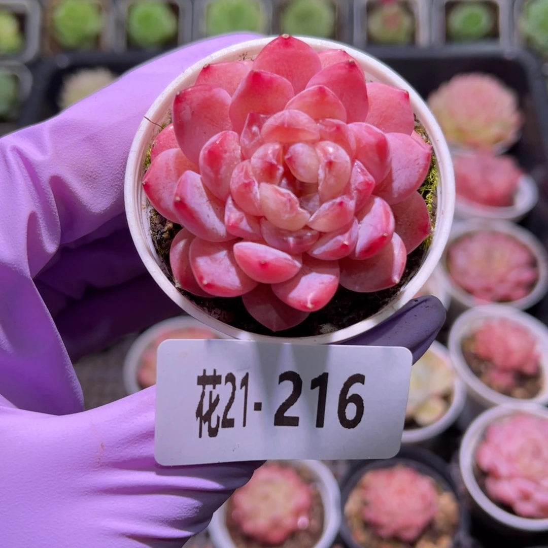 花利美21-216果汁