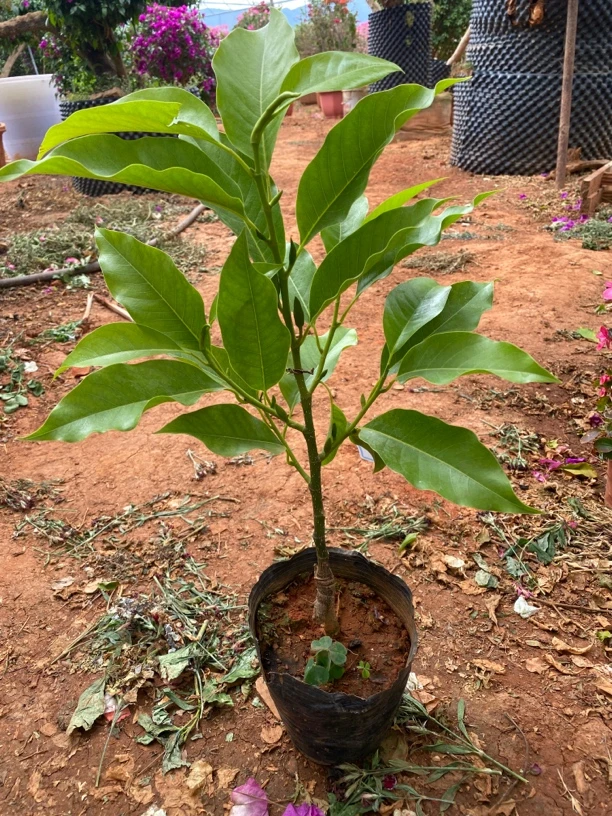 白玉兰花 云南别名米桂花阳台庭院好养带花苞