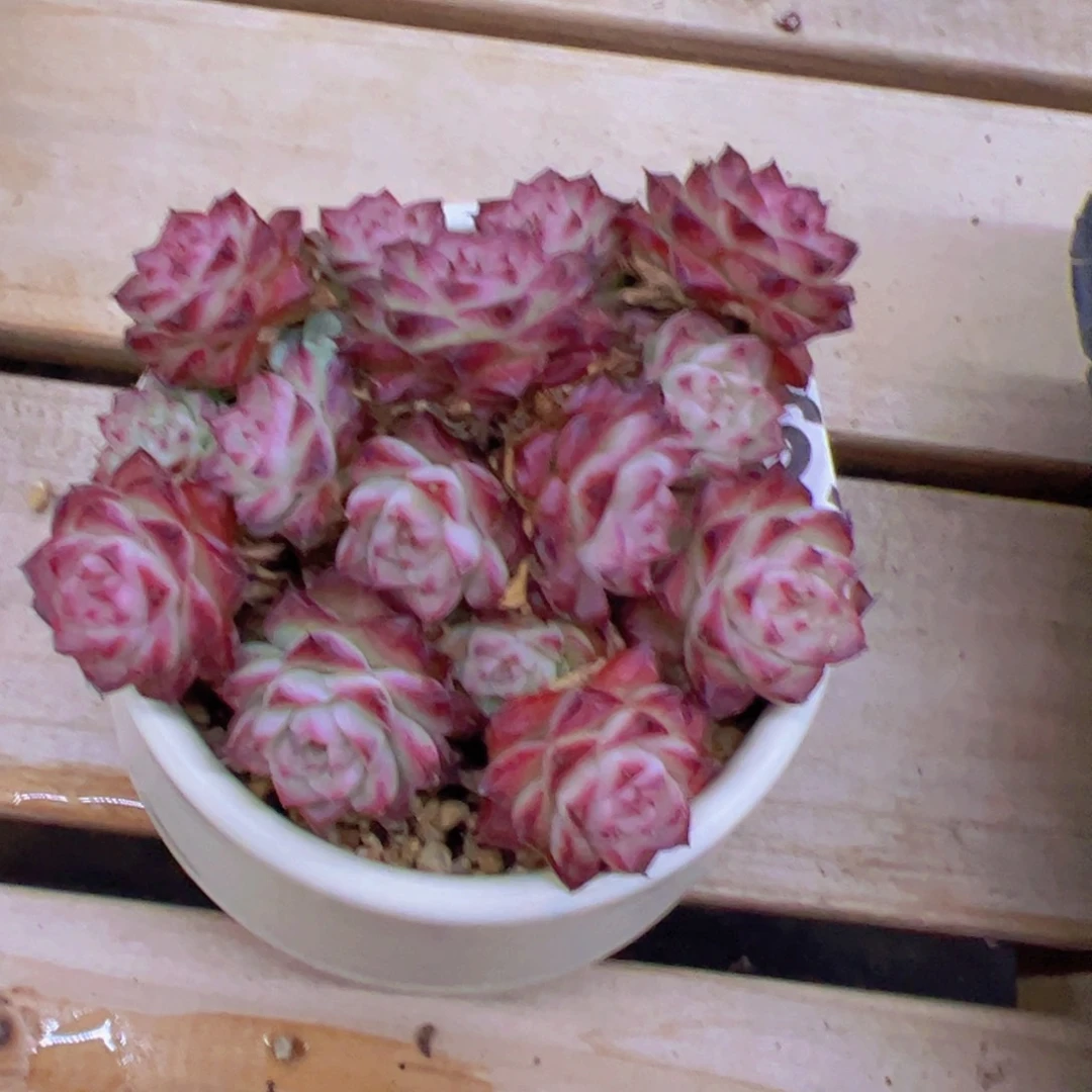 玉*新品，多肉植物，