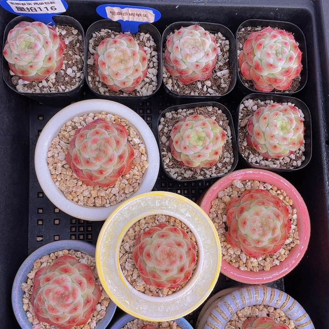 量拍116号 桃露珍妮单头一个