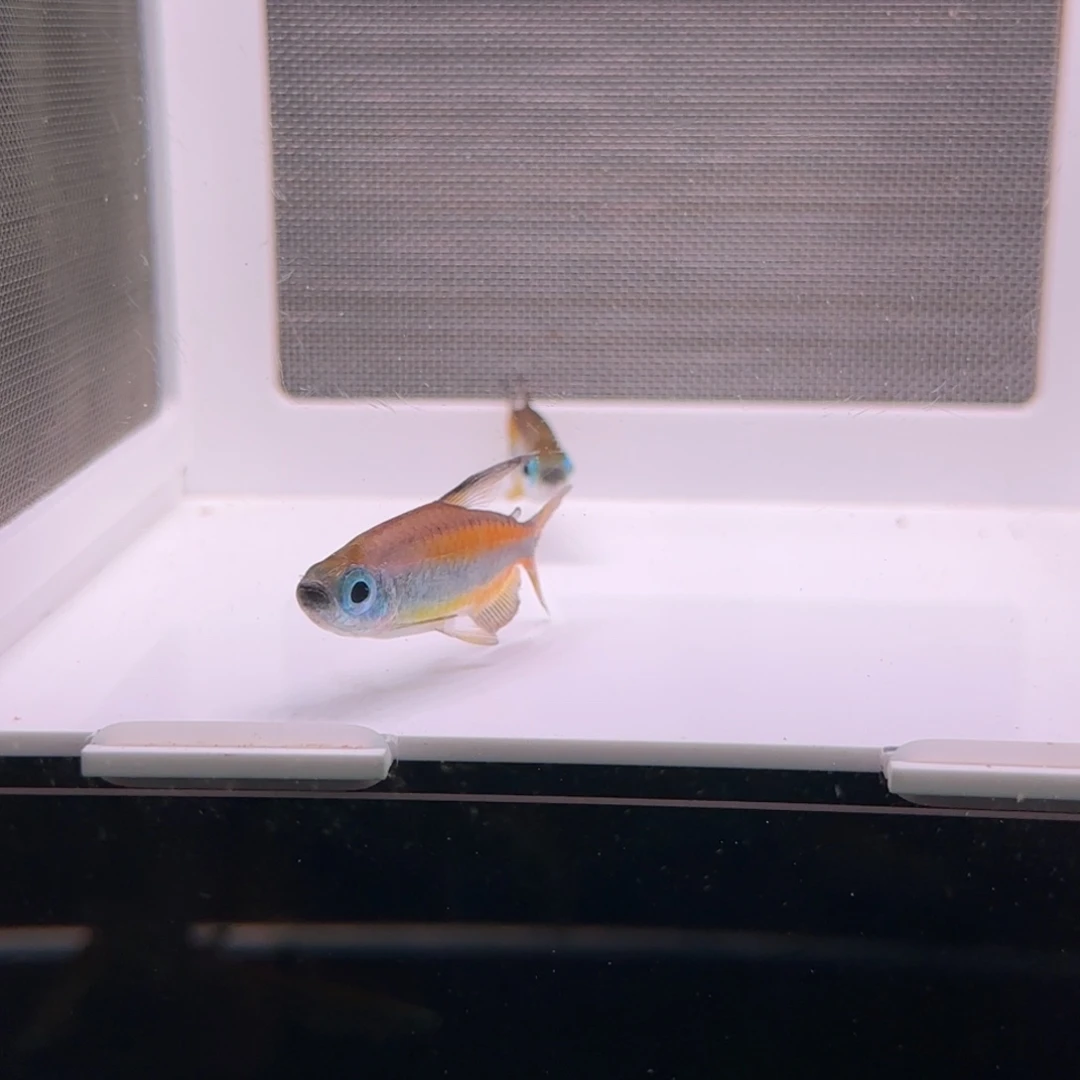 灯科鱼两条精选林戈二线