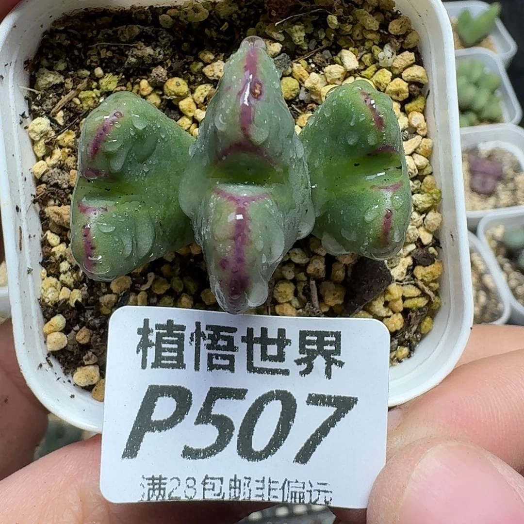 多肉植物我的润泽ghn