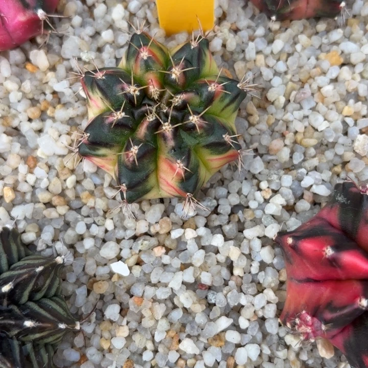 73-0105泰国发货多肉