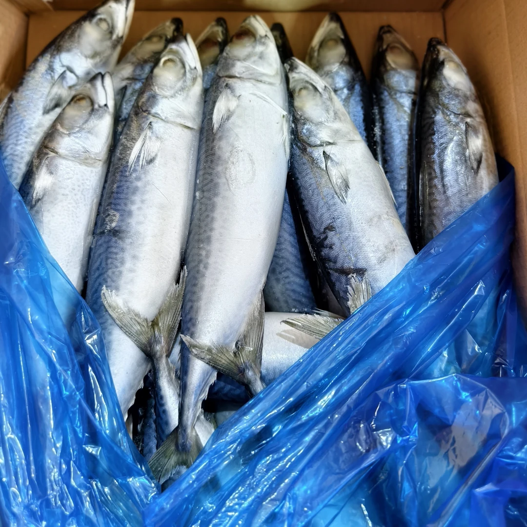 冷冻鲐鲅鱼粉丝福利