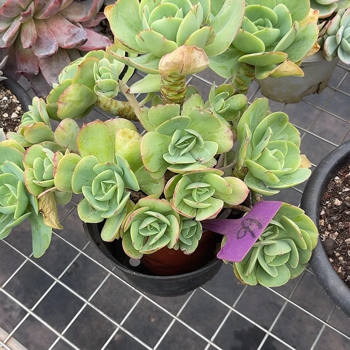 两单包邮，一物一拍碧桃66